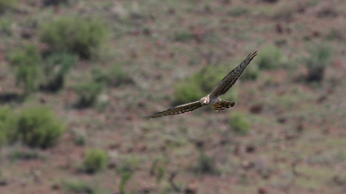 Montagu's Harrier - Daniel Jauvin