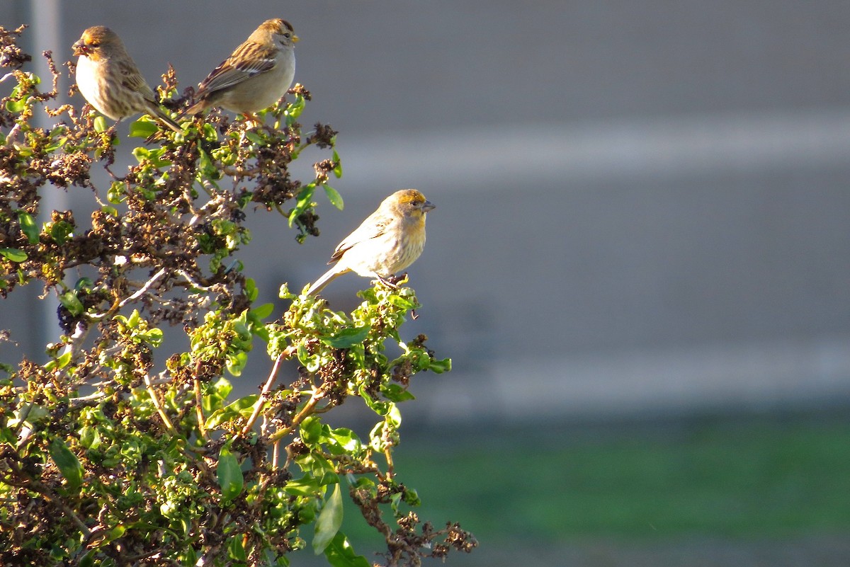 House Finch - ML22083901