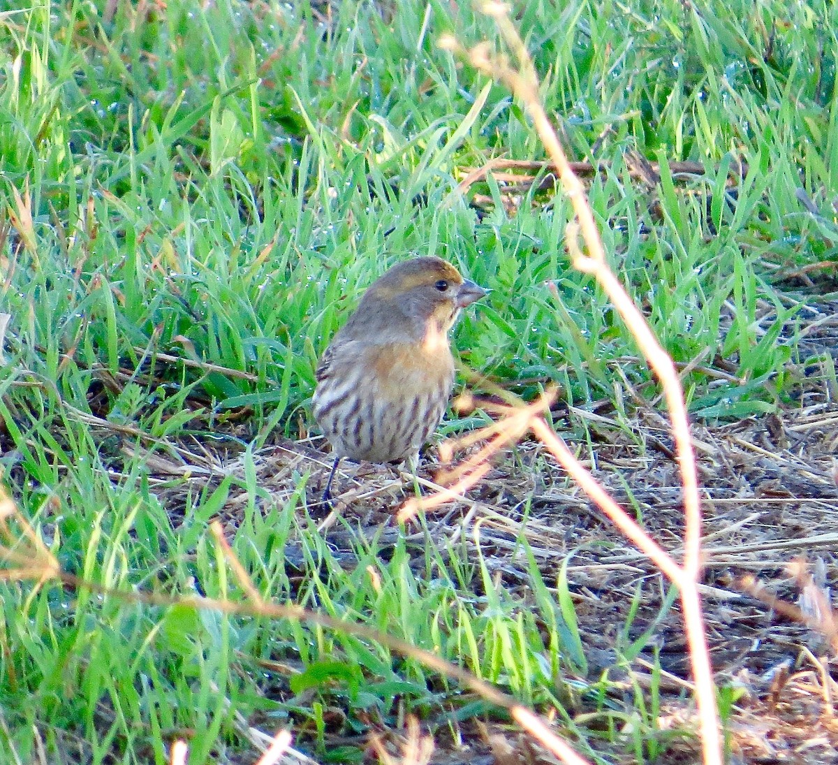 House Finch - ML22083911