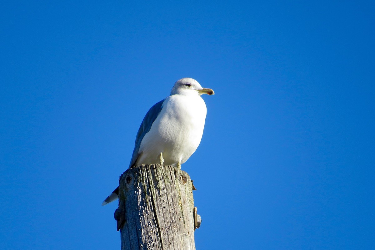 Gaviota Californiana - ML22083921