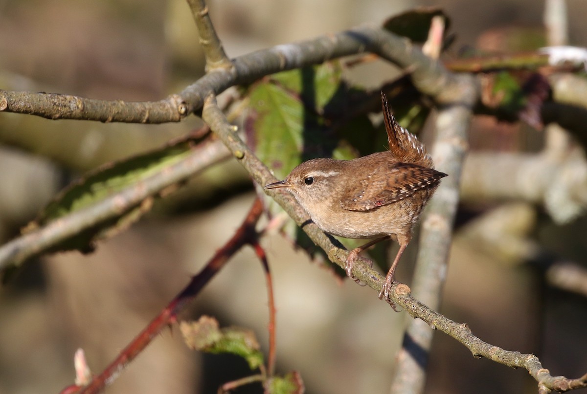 Eurasian Wren (British) - ML220840011