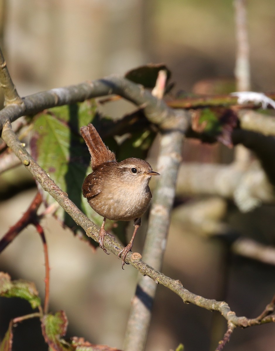 Eurasian Wren (British) - ML220840021