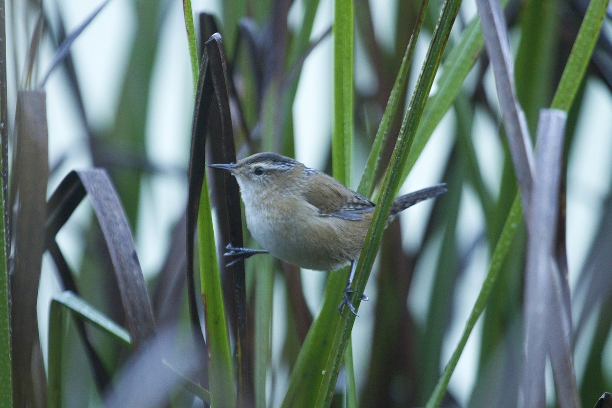 Marsh Wren - ML22084051