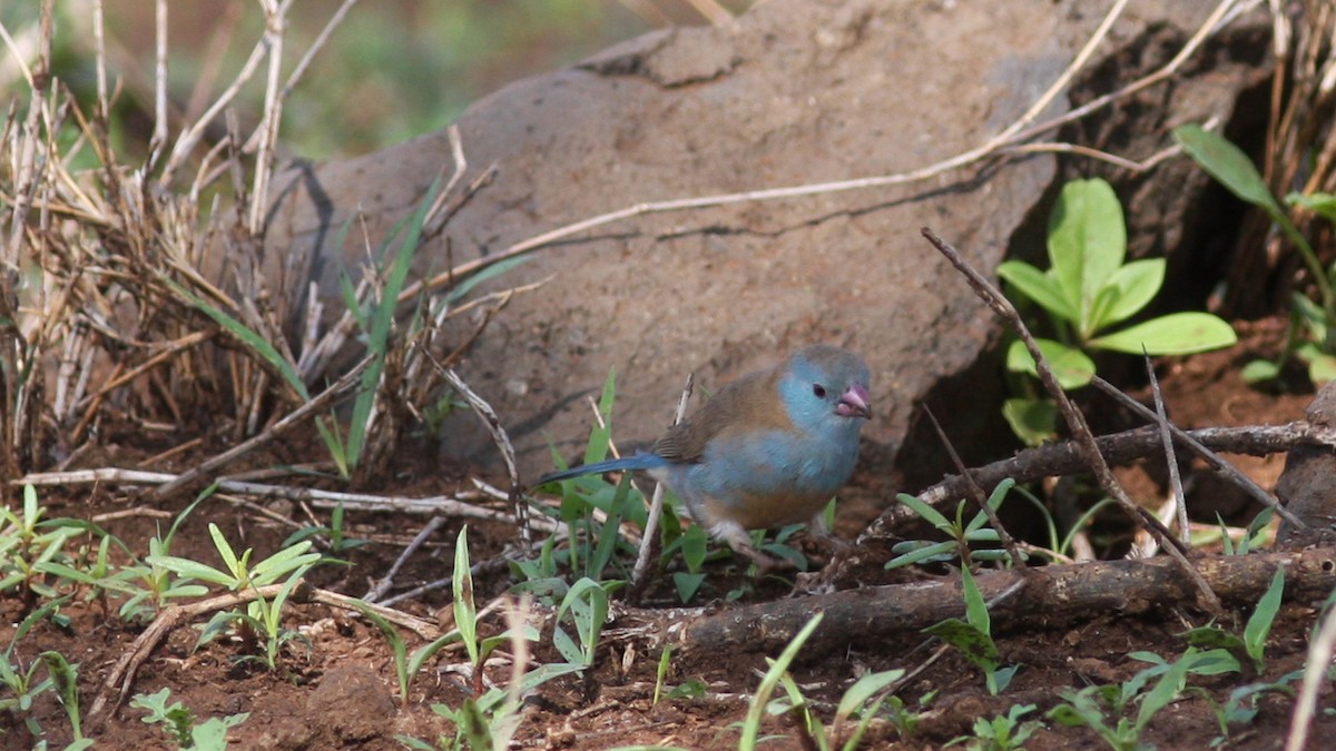 Blue-capped Cordonbleu - Daniel Jauvin