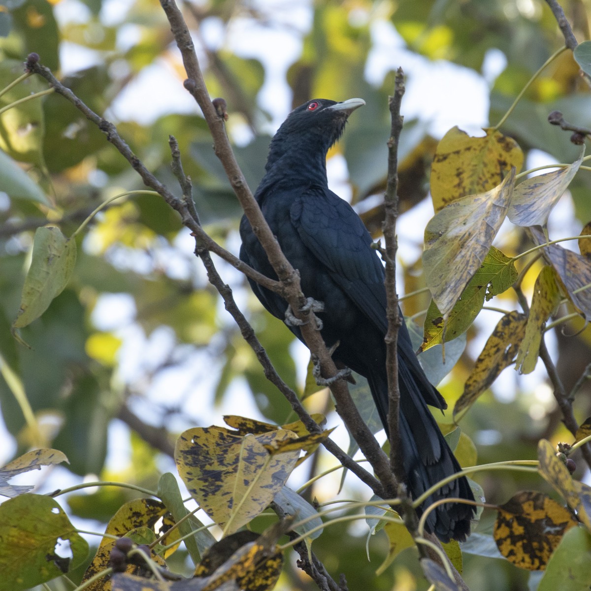 Asian Koel - ML220845111