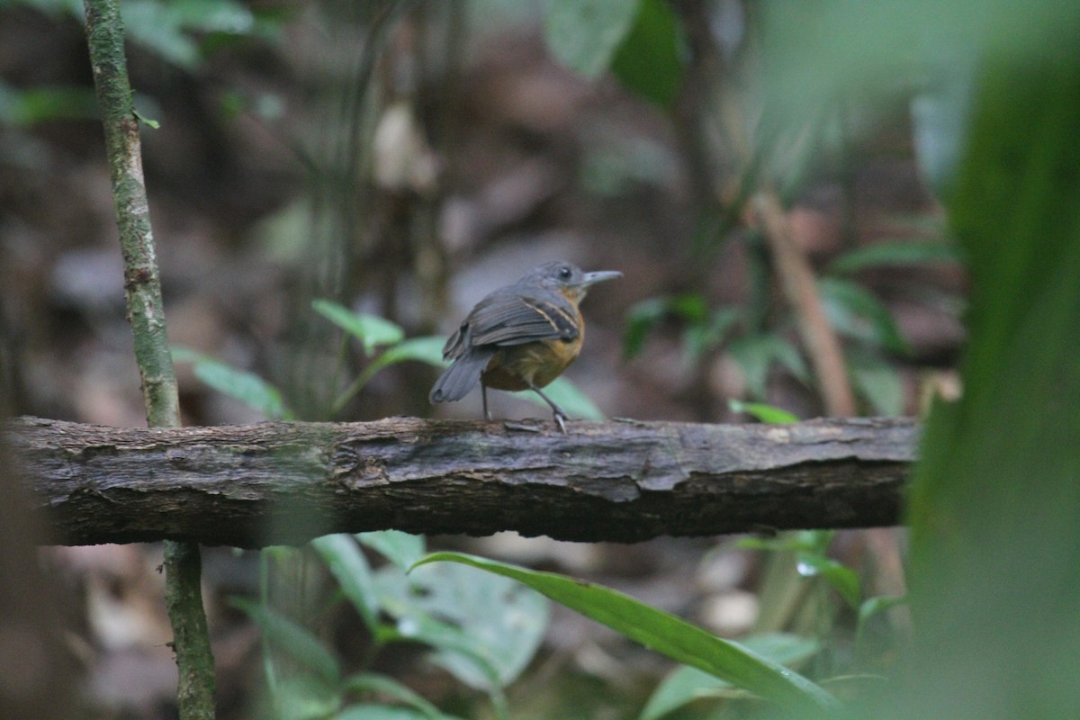 Allpahuayo Antbird - ML220845411