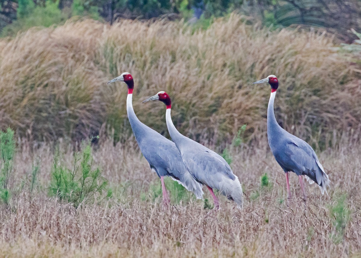 Sarus Crane - ML220845761