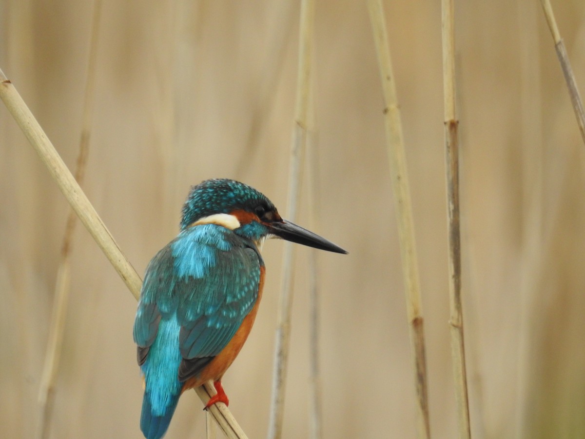 Common Kingfisher - ML220845851