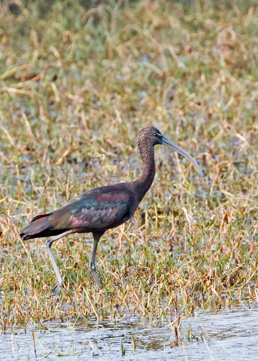 Glossy Ibis - ML220845891