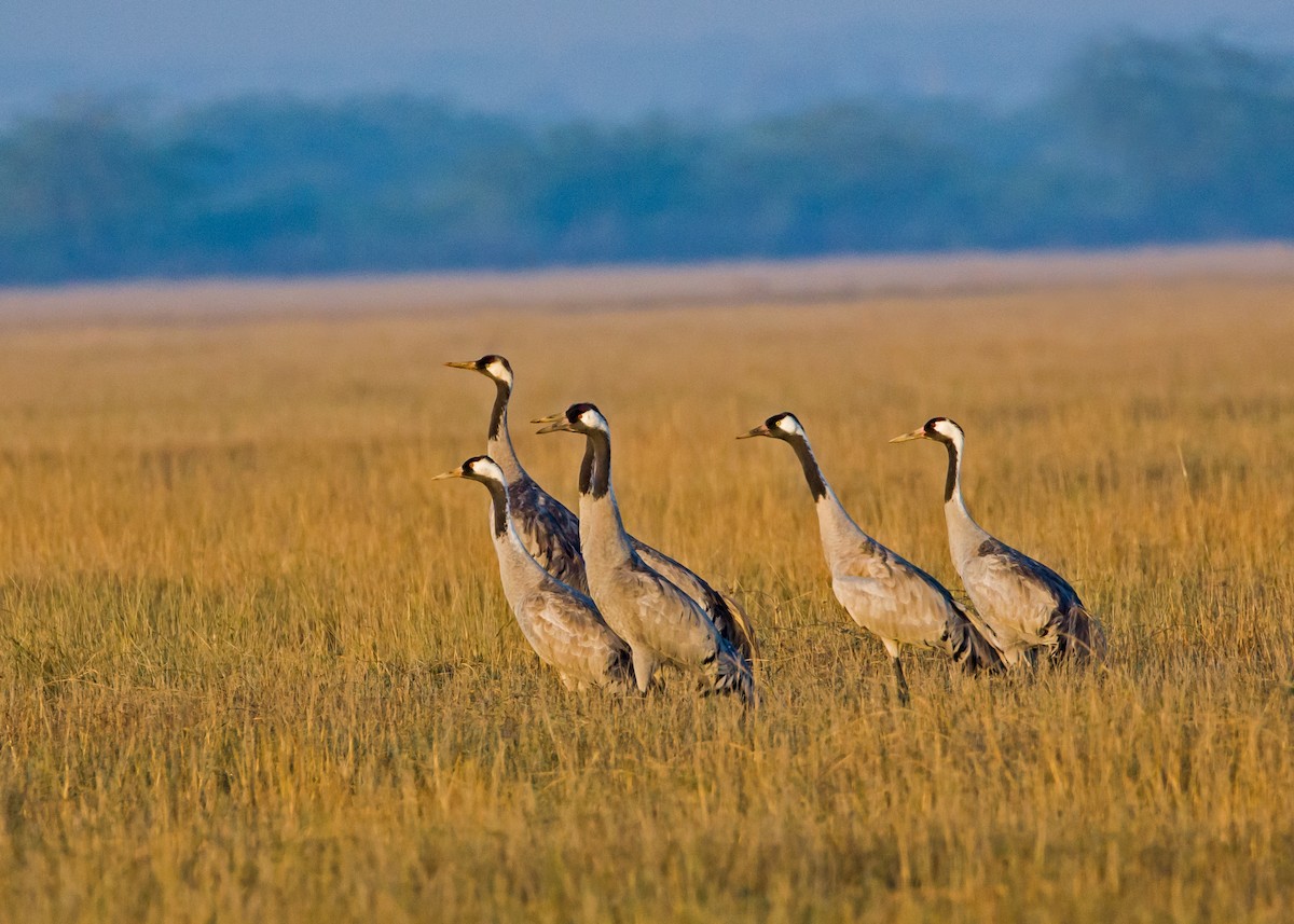 Common Crane - Gurjeet  Virk