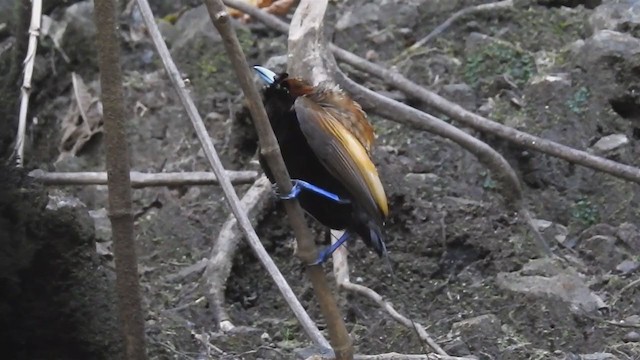 Magnificent Bird-of-Paradise - ML220848051