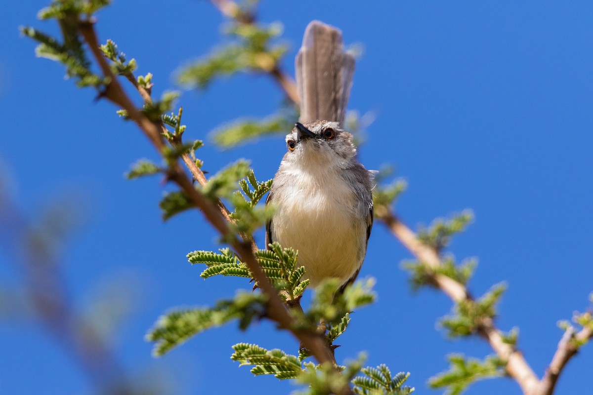 Pale Prinia - ML220848141