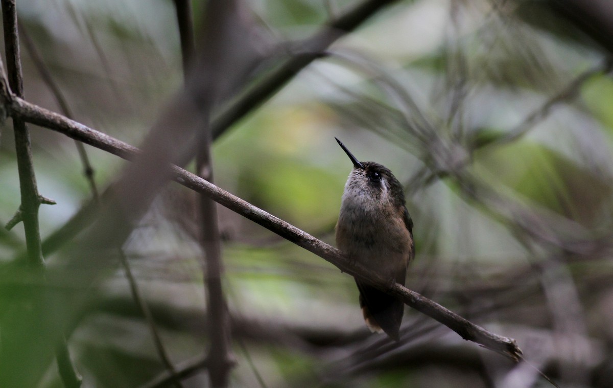 Speckled Hummingbird (melanogenys Group) - ML22084831