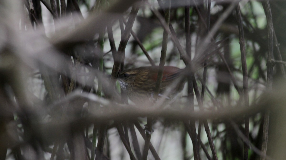Stripe-breasted Spinetail - ML22084841