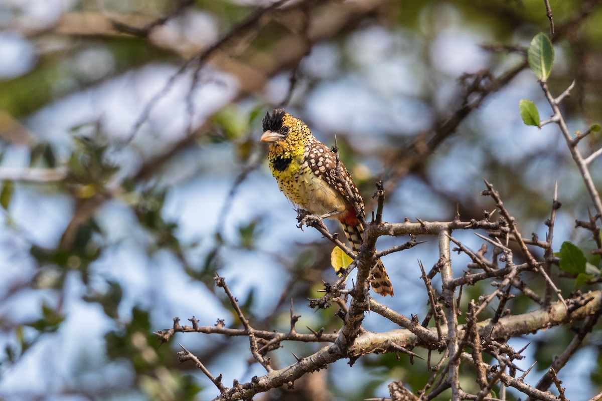 eBird Checklist - 31 Dec 2019 - Yabello to Mega road - 16 species