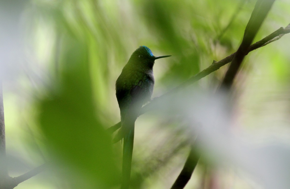 Long-tailed Sylph - ML22084921