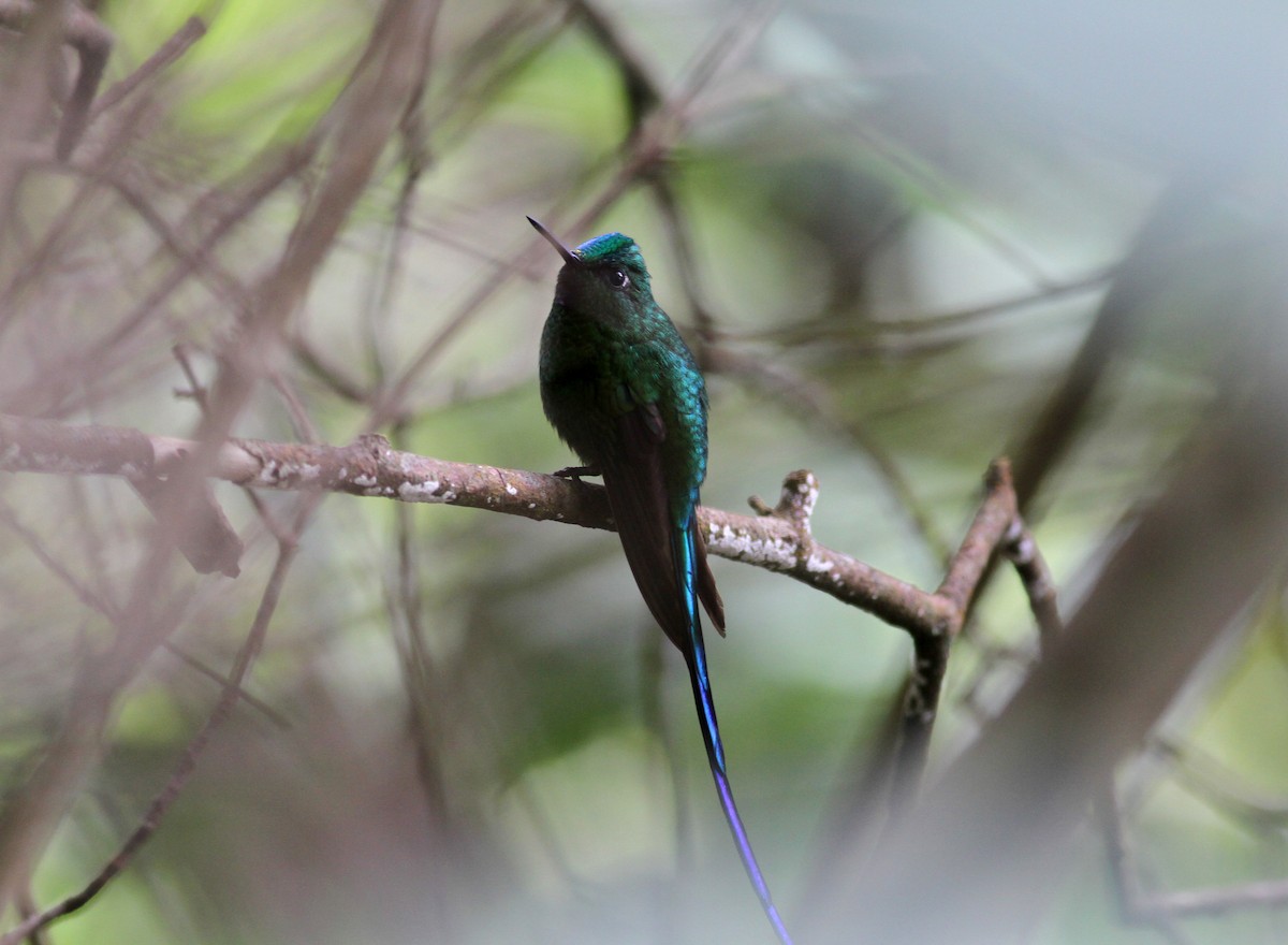 Long-tailed Sylph - ML22084971