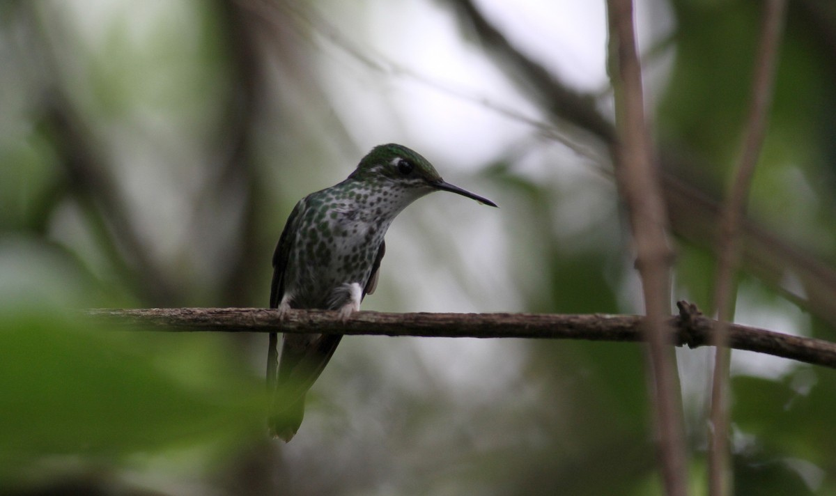 Long-tailed Sylph - ML22084991