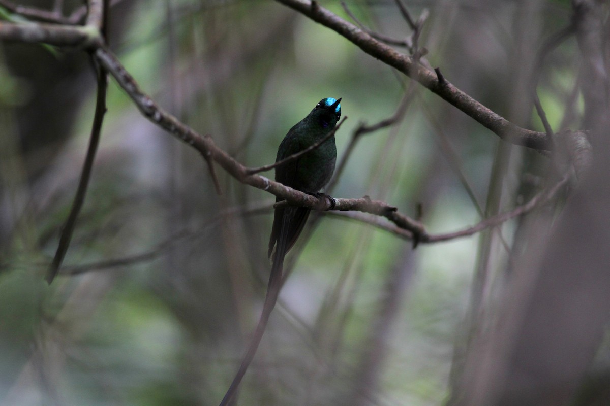 Long-tailed Sylph - ML22085001