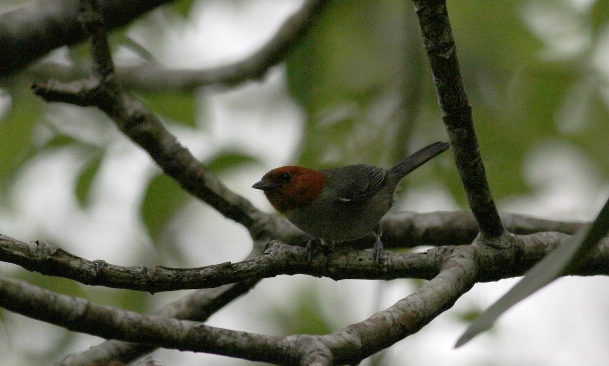 Fulvous-headed Tanager - ML22085031