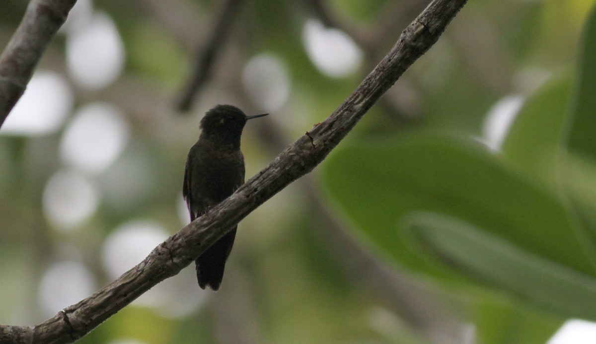 kolibřík dřišťálový (ssp. chloropogon) - ML22085041