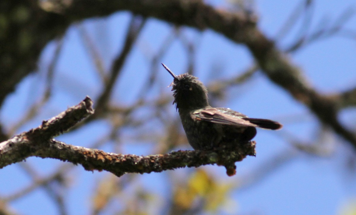 kolibřík dřišťálový (ssp. chloropogon) - ML22085061