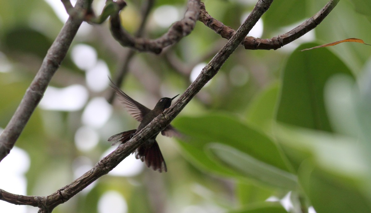 kolibřík dřišťálový (ssp. chloropogon) - ML22085071