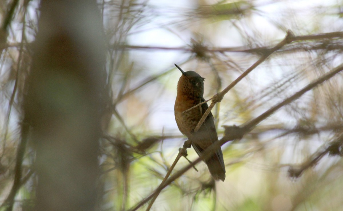 kolibřík dřišťálový (ssp. chloropogon) - ML22085091