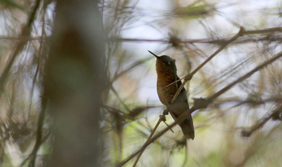 kolibřík dřišťálový (ssp. chloropogon) - ML22085101