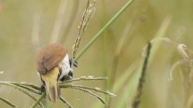 Black-breasted Munia - ML220851651