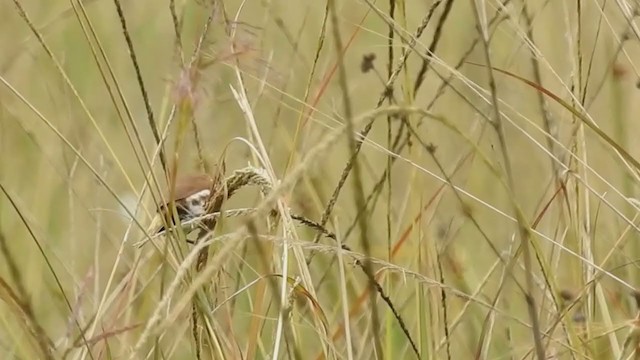 Black-breasted Munia - ML220851741
