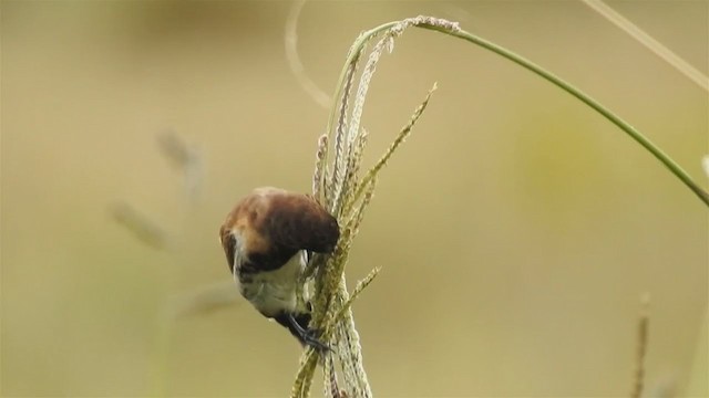 Black-breasted Munia - ML220851821