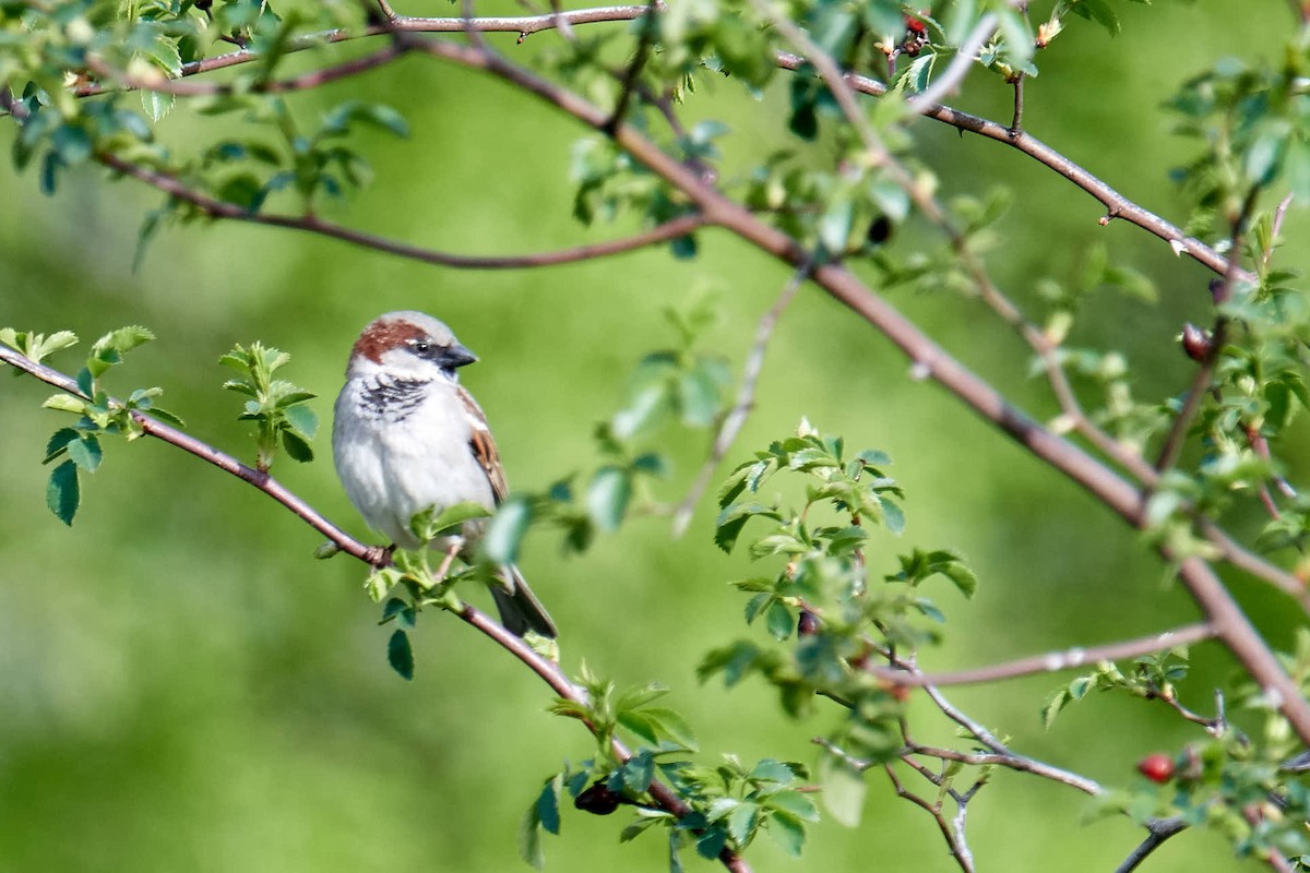 House Sparrow - ML220852231