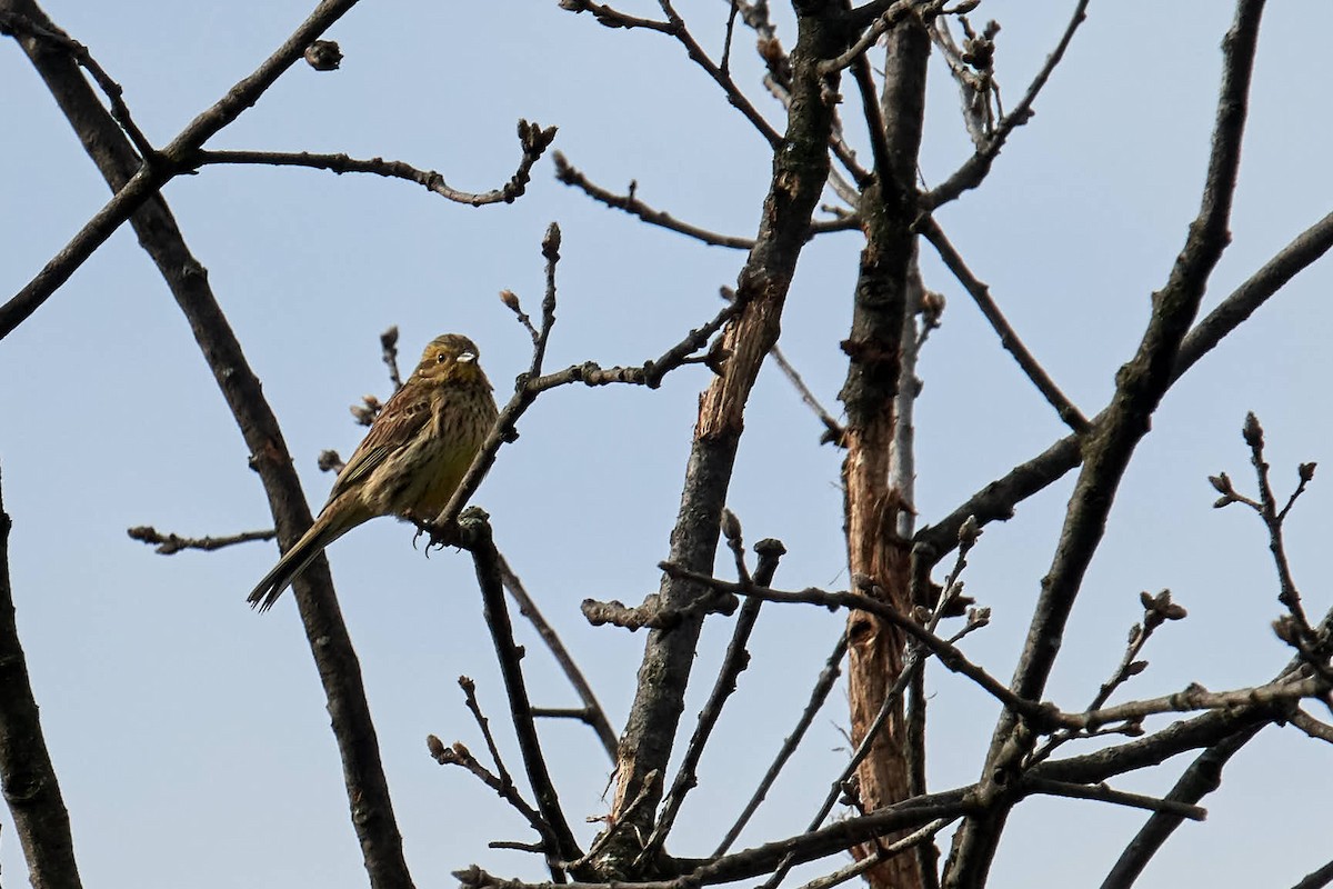 Cirl Bunting - ML220852241