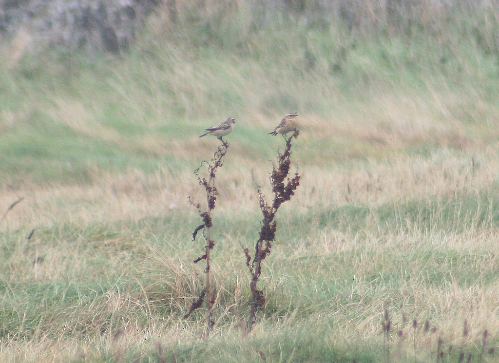 Whinchat - ML220852781