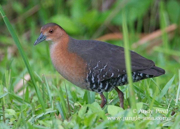 Band-bellied Crake - ML220853991