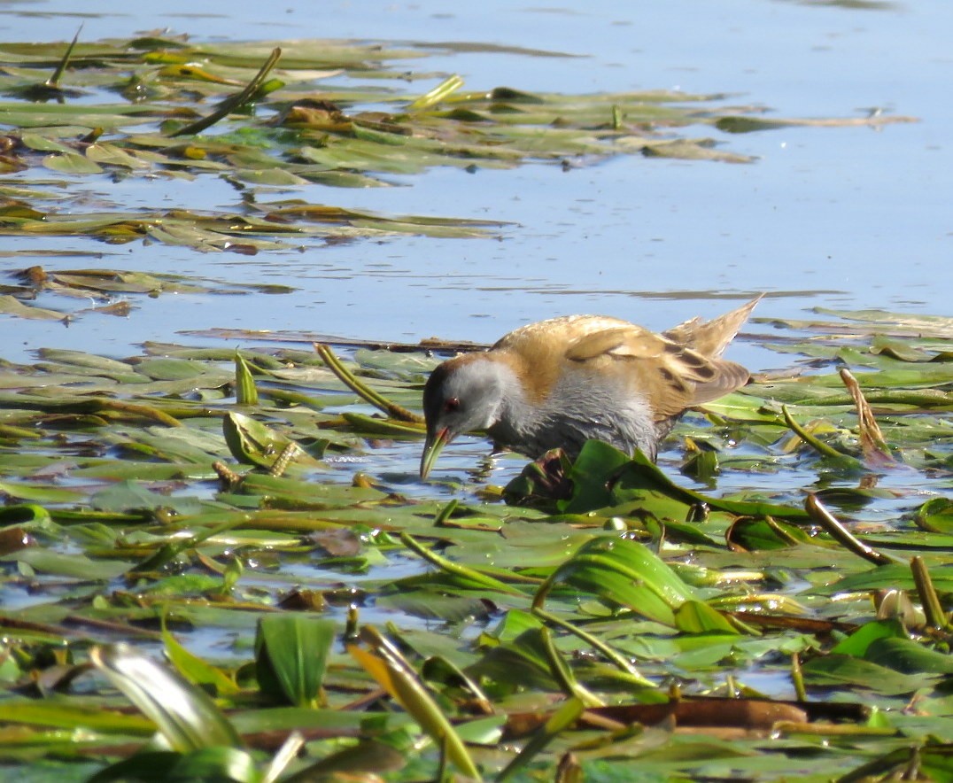 Little Crake - ML220854751