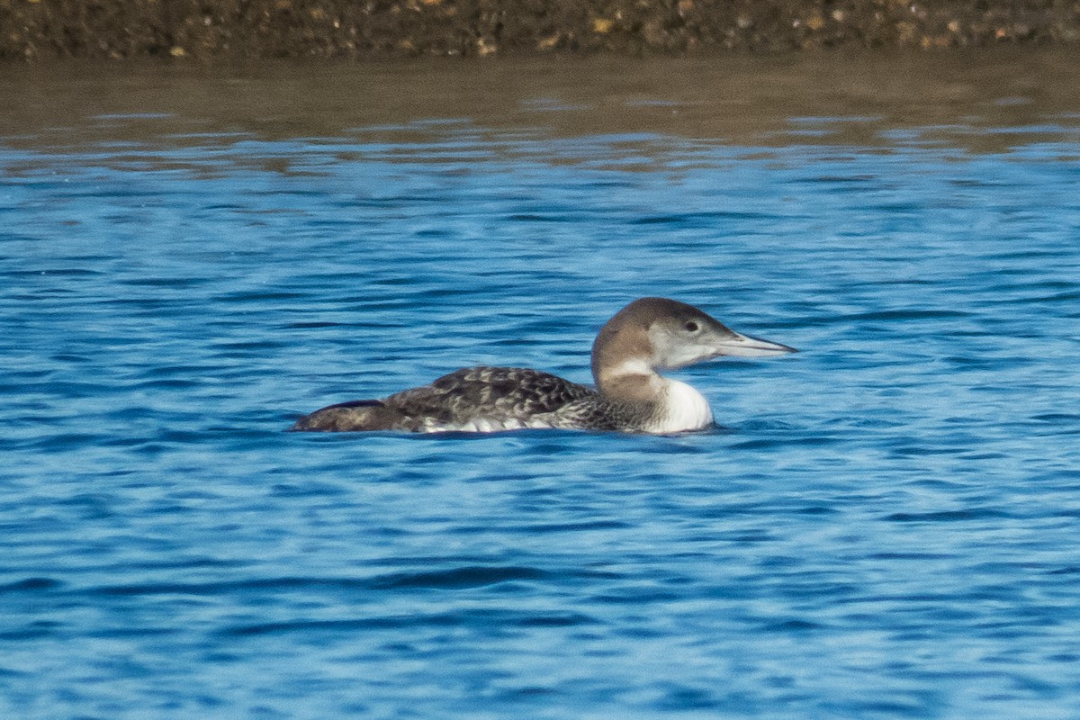 Common Loon - ML22085501