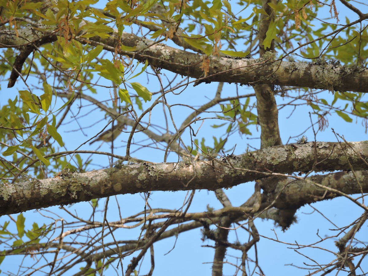 Ruby-crowned Kinglet - Matthew Campbell