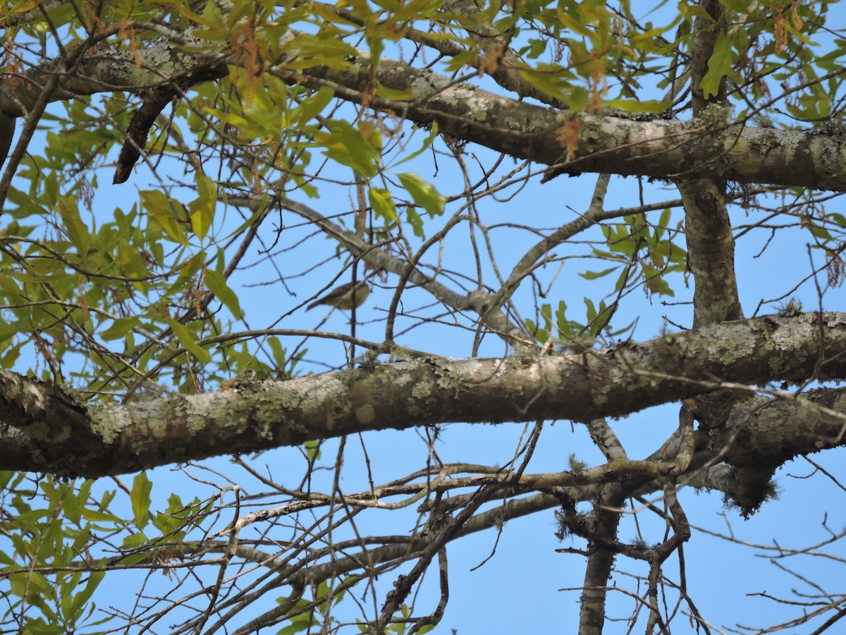 Ruby-crowned Kinglet - ML220857231