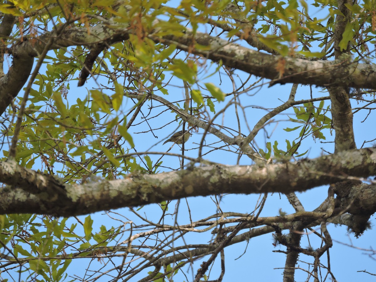 Ruby-crowned Kinglet - ML220857251