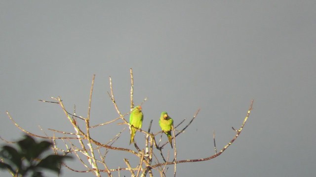 Peach-fronted Parakeet - ML220859071