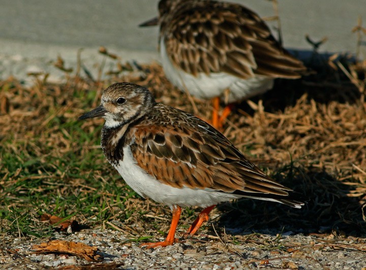 Ruddy Turnstone - Kris Petersen