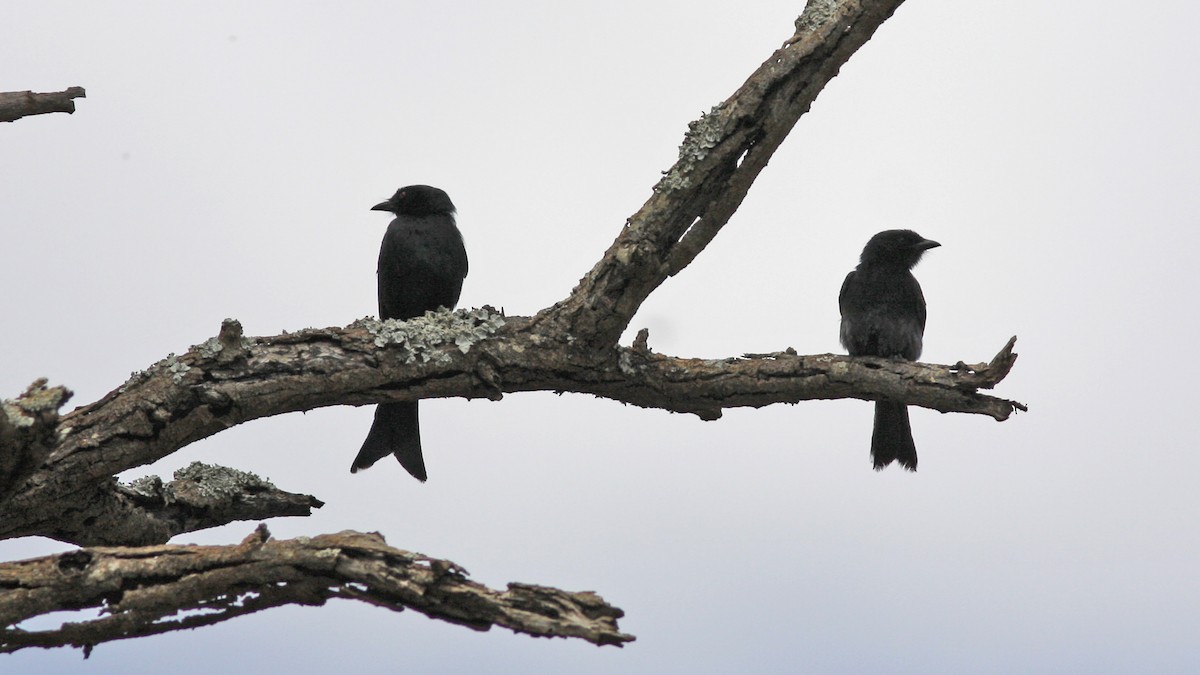 Drongo Ahorquillado - ML22085921