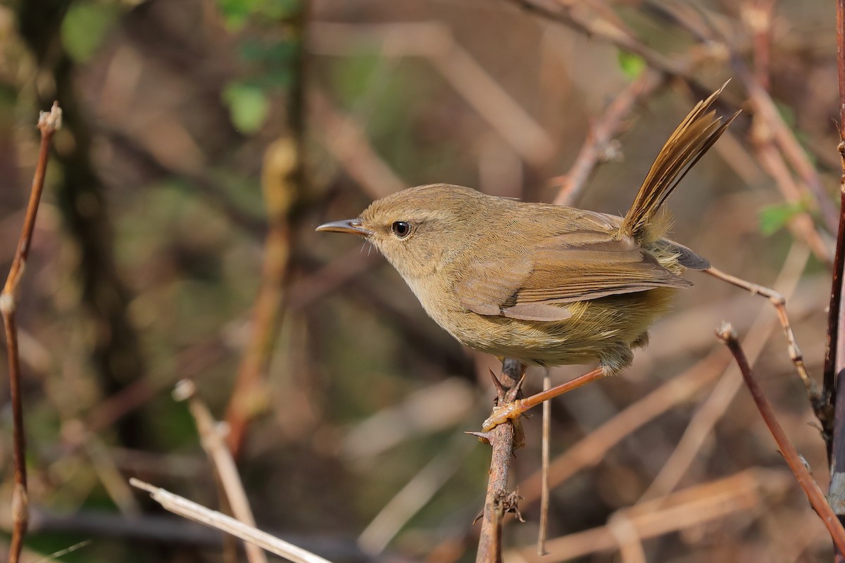 Brownish-flanked Bush Warbler (Taiwan) - ML220859231