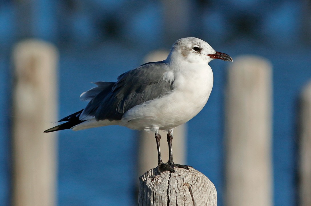 Laughing Gull - Kris Petersen