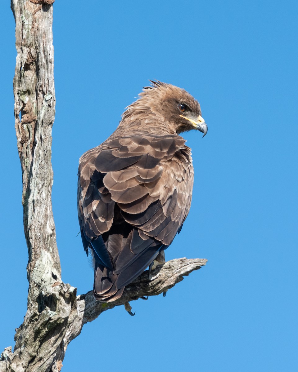Wahlberg's Eagle - Alistair Routledge