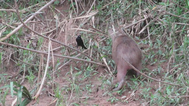 Giant Cowbird - ML220861731