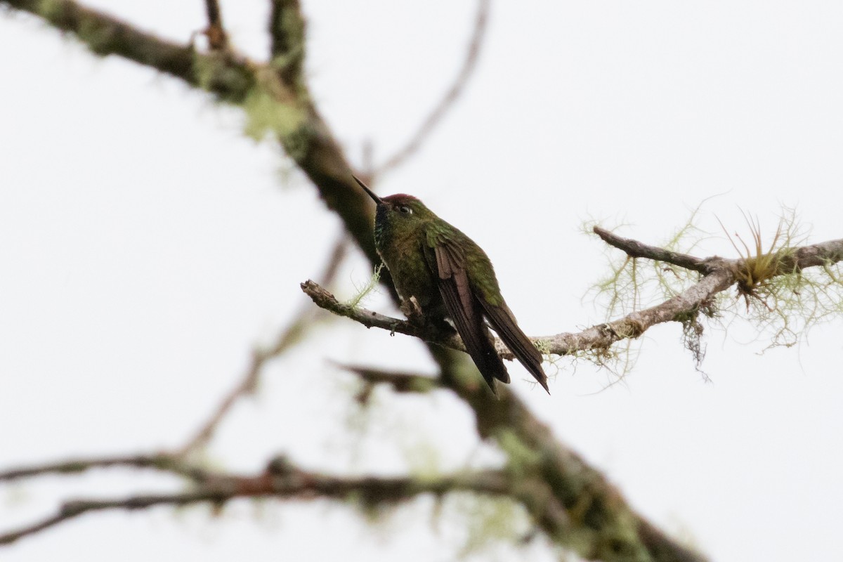 brunkronenålkolibri - ML220862181