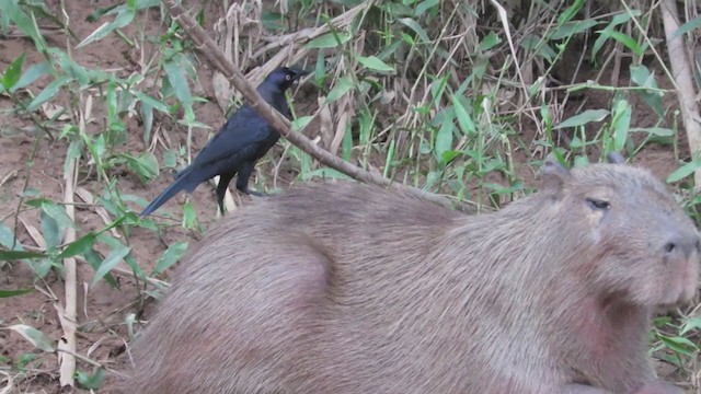 Giant Cowbird - ML220862581